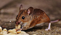 24 Hour & Emergency Exterminators in Murray, IA